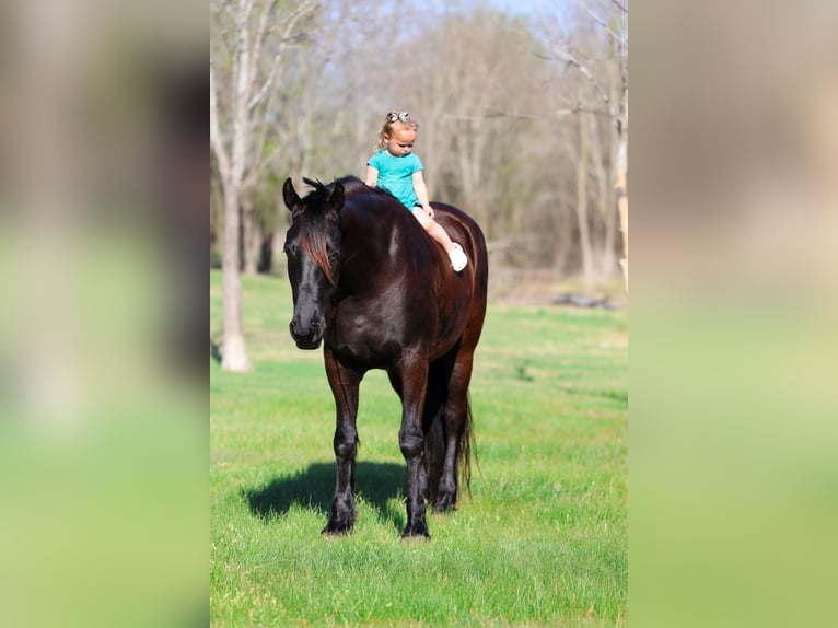 Friesen Wallach 9 Jahre 163 cm Rappe in Forney