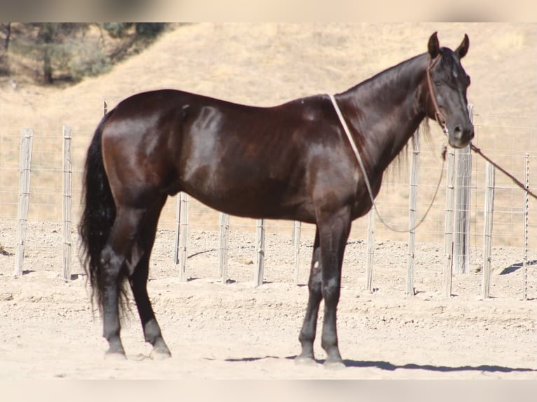 Friesen Wallach 9 Jahre 163 cm Rappe in Paicines