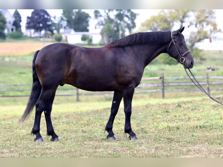 Friesen Mix Wallach 9 Jahre 163 cm Rotbrauner in Gap, PA