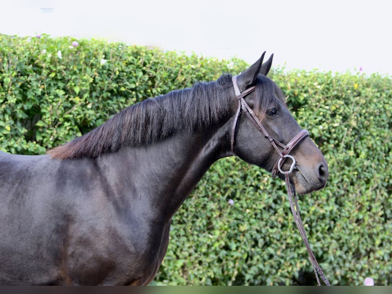 Friesen Mix Wallach 9 Jahre 163 cm Rotbrauner in Gap, PA