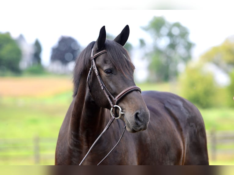 Friesen Mix Wallach 9 Jahre 163 cm Rotbrauner in Gap, PA