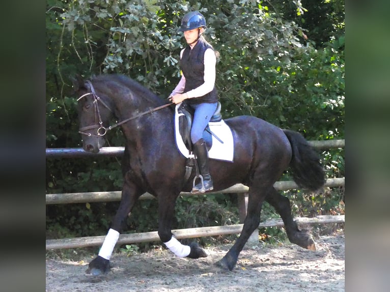 Friesen Wallach 9 Jahre 164 cm  in Dorsten