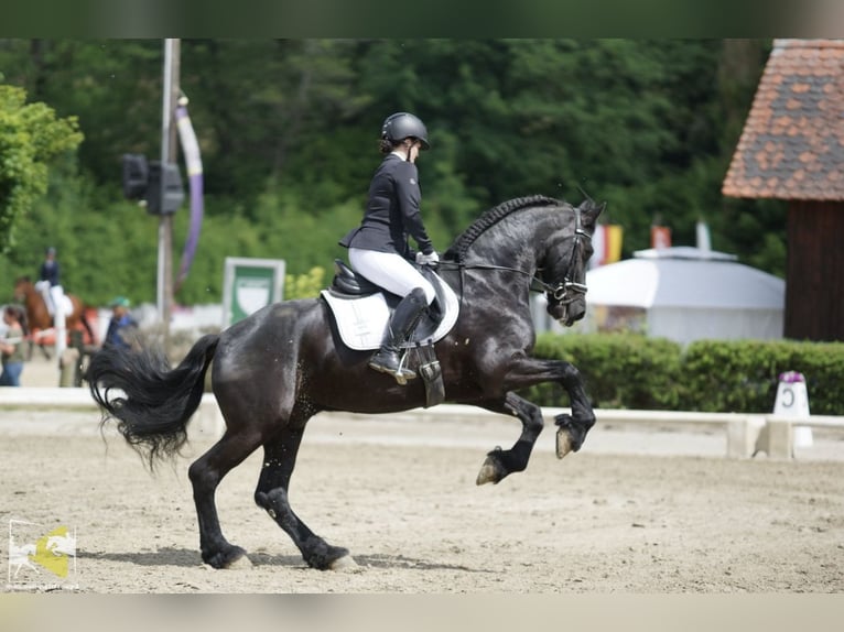 Friesen Wallach 9 Jahre 164 cm Rappe in St. Marein bei Graz