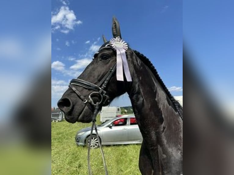 Friesen Wallach 9 Jahre 164 cm Rappe in St. Marein bei Graz