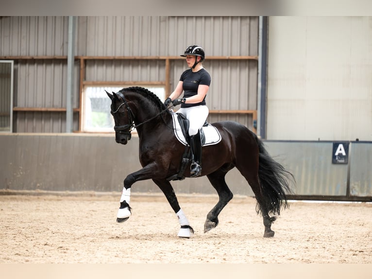 Friesen Wallach 9 Jahre 165 cm Rappe in De Bilt