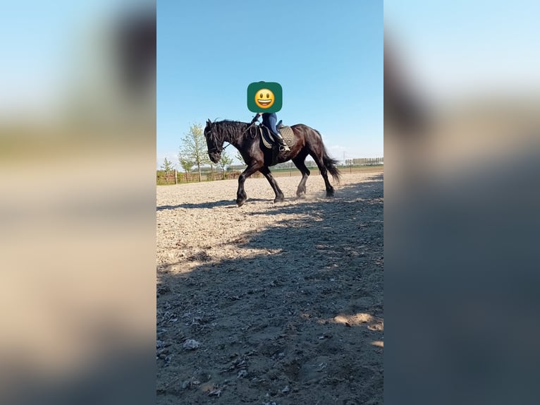 Friesen Wallach 9 Jahre 165 cm Rappe in Ovezande
