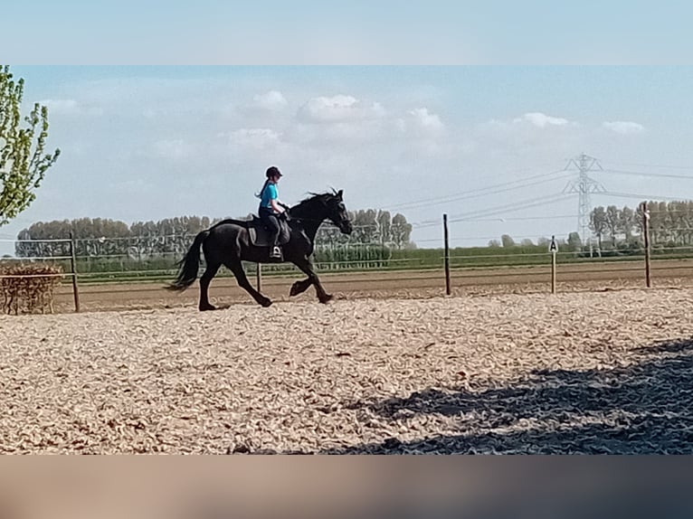 Friesen Wallach 9 Jahre 165 cm Rappe in Ovezande