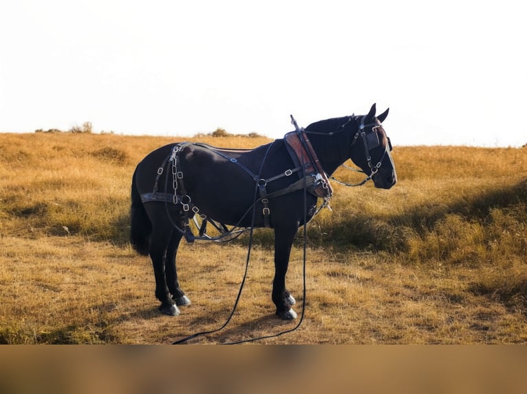 Friesen Mix Wallach 9 Jahre 165 cm Rappe in Camden, MI