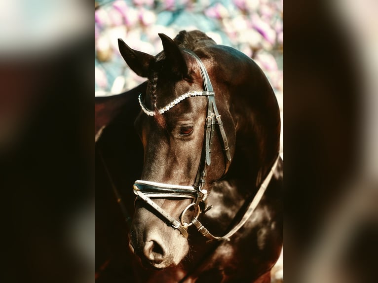 Friesen Wallach 9 Jahre 167 cm Rappe in Augsburg