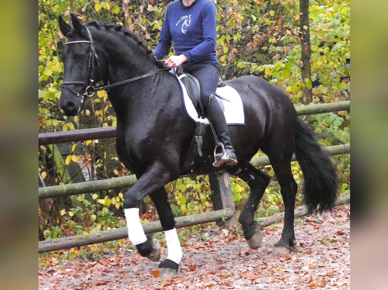 Friesen Wallach 9 Jahre 170 cm Rappe in Dorsten