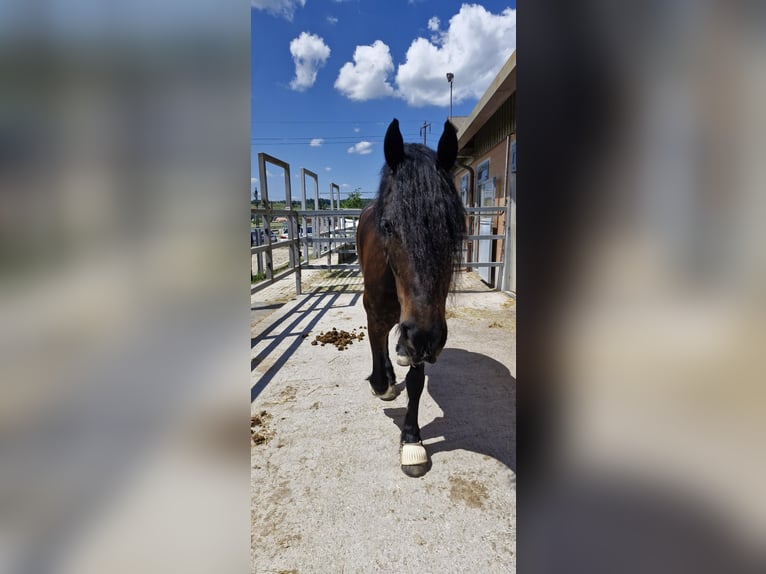 Friesen Mix Wallach 9 Jahre 175 cm Dunkelbrauner in Höri