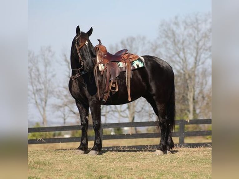 Friesen Wallach 9 Jahre Rappe in Flemingsburg, KY