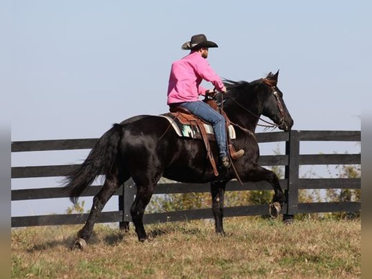 Friesen Wallach 9 Jahre Rappe in Flemingsburg, KY