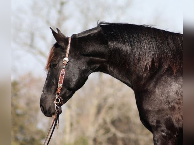 Friesen Wallach 9 Jahre Rappe in Flemingsburg, KY