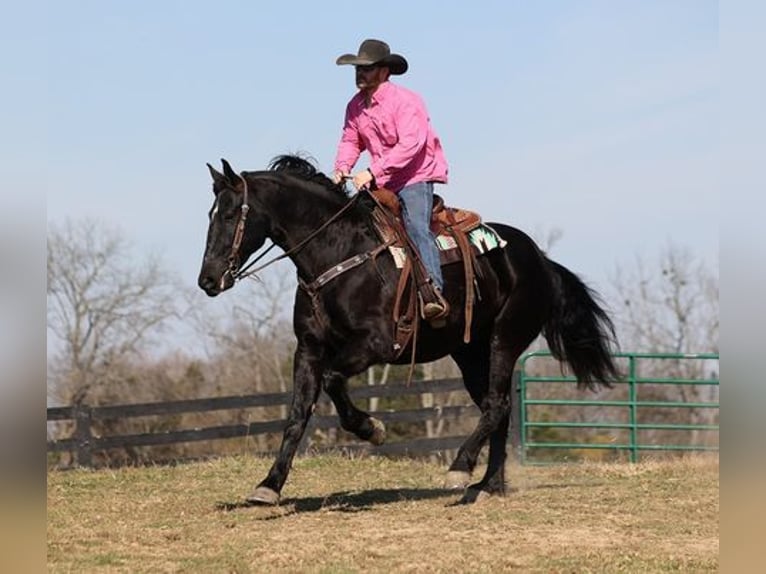 Friesen Wallach 9 Jahre Rappe in Flemingsburg, KY