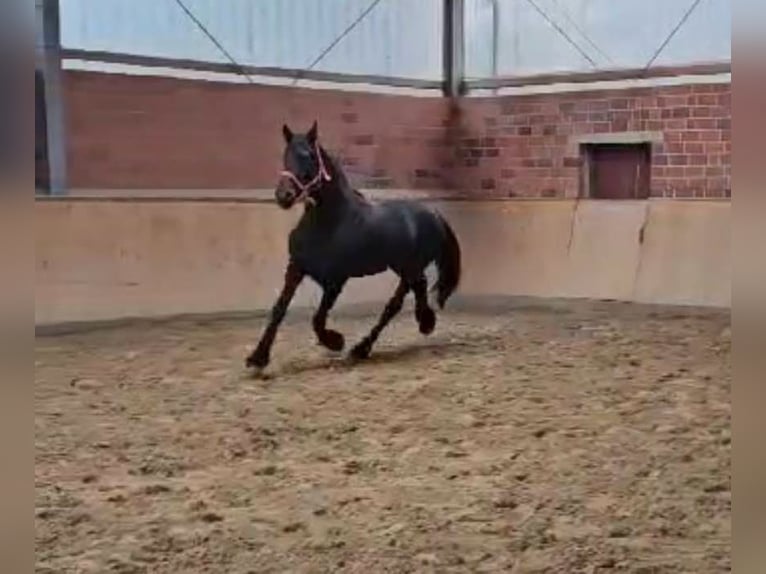 Frieserhästar Hingst 12 år 160 cm in Dorsten