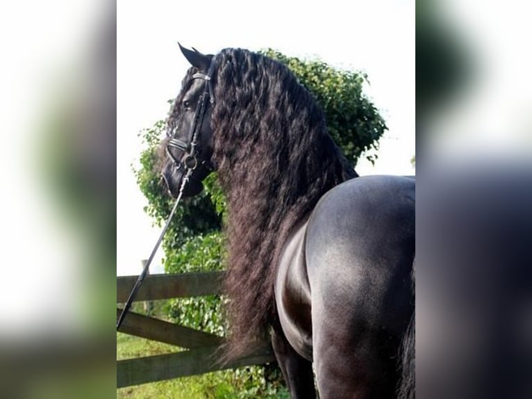 Frieserhästar Hingst 13 år 168 cm Svart in Neunkirchen/Saar