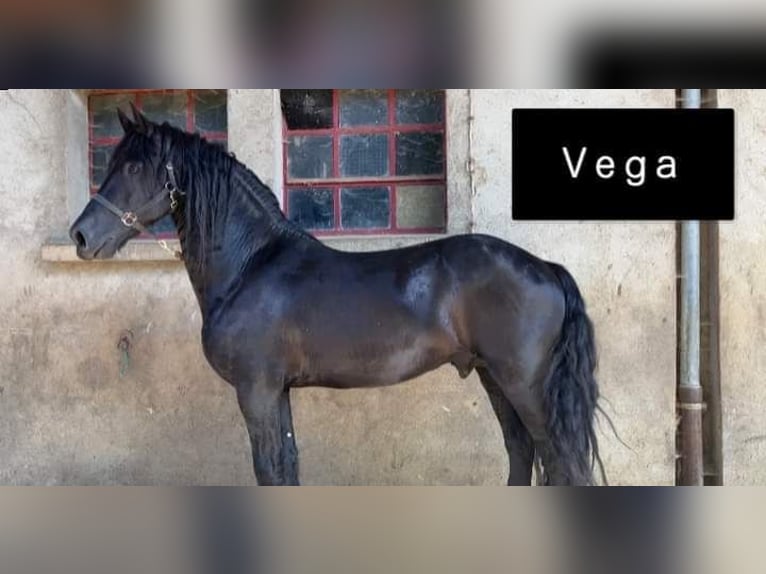 Frieserhästar Hingst 1 år Svart in Sivry