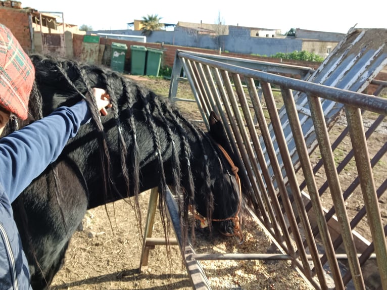 Frieserhästar Hingst 20 år 173 cm Svart in La Coronada