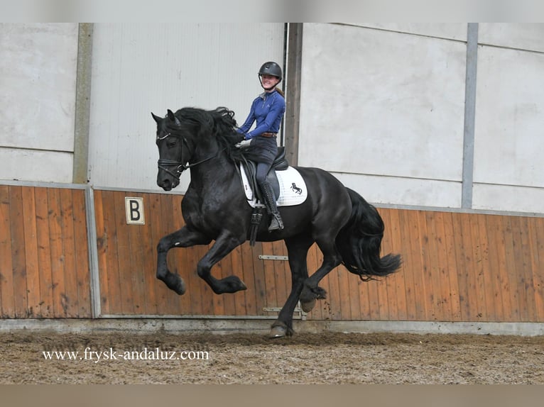 Frieserhästar Hingst 3 år 160 cm Svart in Mijnsheerenland