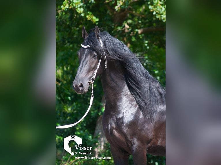 Frieserhästar Hingst 4 år 163 cm in Drachten