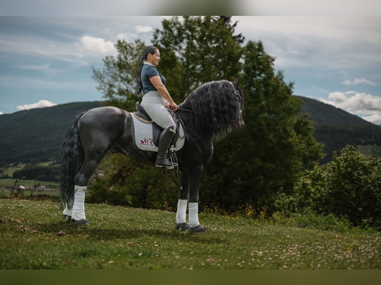 Frieserhästar Hingst 5 år 162 cm Svart in Zederhaus