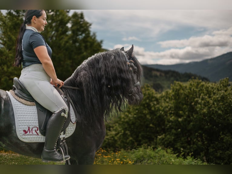 Frieserhästar Hingst 5 år 162 cm Svart in Zederhaus