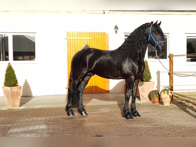 Frieserhästar Hingst 5 år 165 cm Svart in Ochtendung