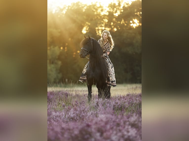 Frieserhästar Hingst 5 år 167 cm Svart in Britswerd