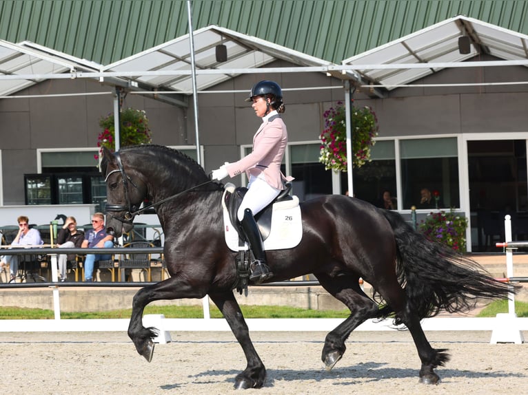 Frieserhästar Hingst 5 år 170 cm Svart in Harlingen