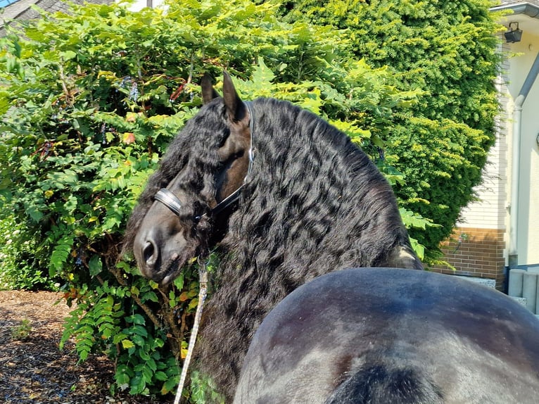 Frieserhästar Hingst 6 år 173 cm Svart in Ochtendung