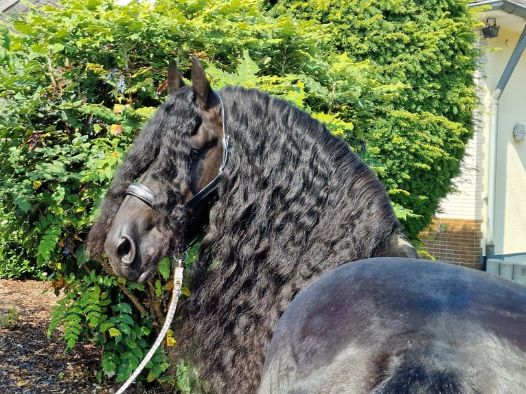 Frieserhästar Hingst 6 år 173 cm Svart in Ochtendung