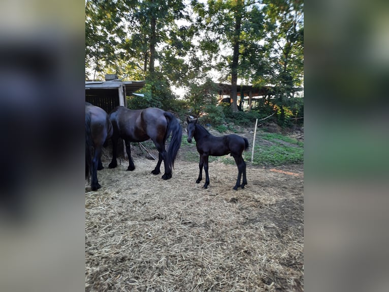 Frieserhästar Hingst Föl (01/2024) 160 cm in Prenzlau