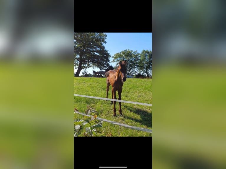 Frieserhästar Hingst Föl (06/2024) in Aachen