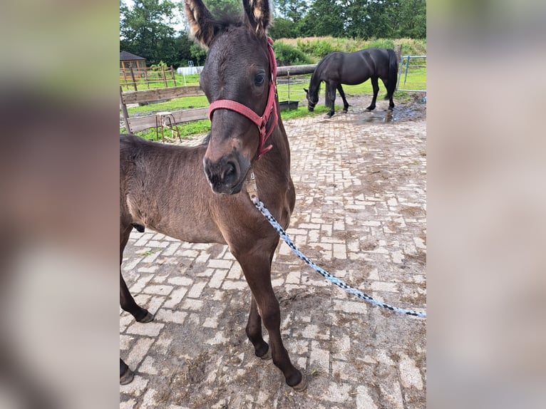 Frieserhästar Blandning Hingst Föl (05/2024) Svart in Großheide