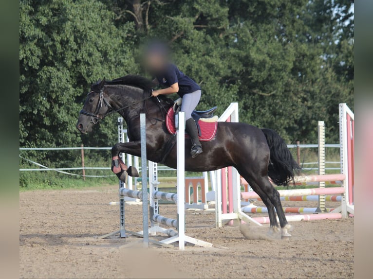 Frieserhästar Blandning Sto 11 år 153 cm Svart in Hude (Oldenburg)