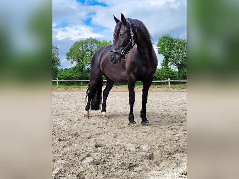 Frieserhästar Blandning Sto 11 år 153 cm Svart in Hude (Oldenburg)