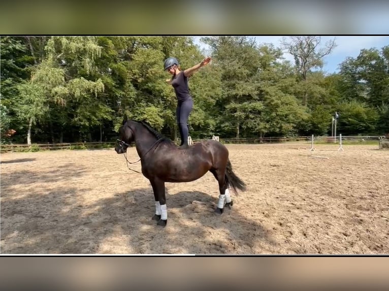 Frieserhästar Sto 11 år 157 cm Svart in Braunschweig