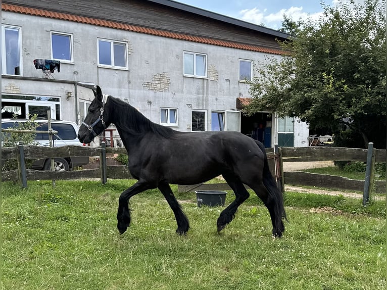 Frieserhästar Sto 13 år 158 cm Svart in Niederzier