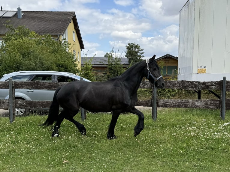 Frieserhästar Sto 13 år 158 cm Svart in Niederzier