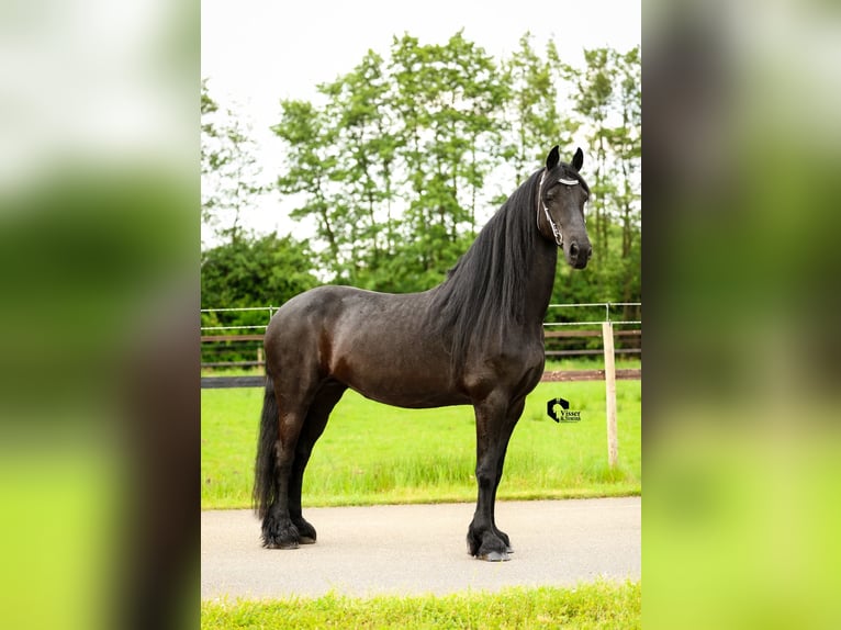 Frieserhästar Sto 15 år 164 cm in Drachten