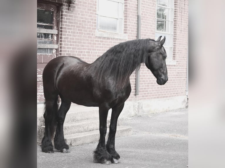 Frieserhästar Sto 16 år 155 cm Svart in Madison, VA
