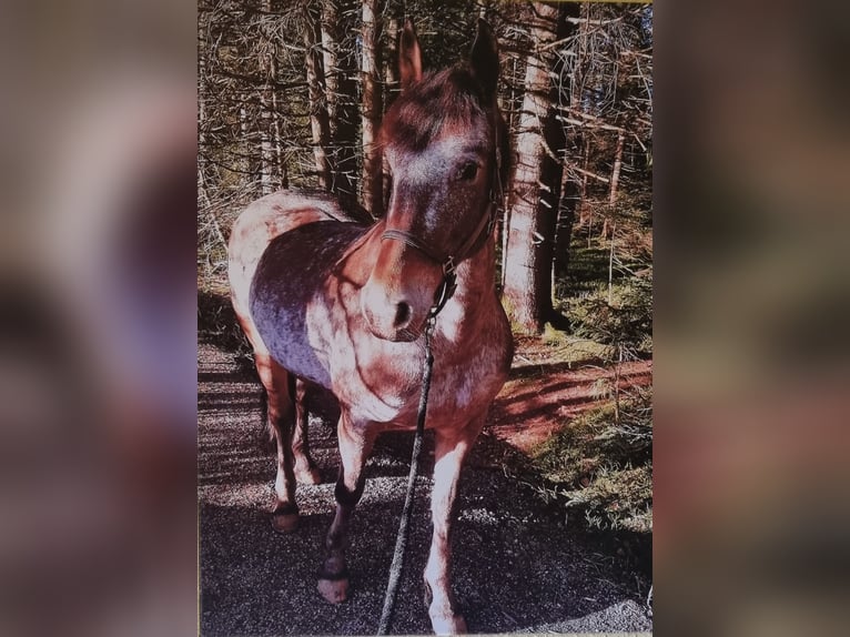 Frieserhästar Blandning Sto 17 år 156 cm Braunfalbschimmel in Sonthofen