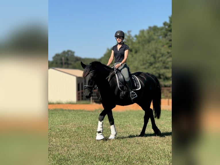 Frieserhästar Sto 3 år 170 cm Svart in Texarkana, TX