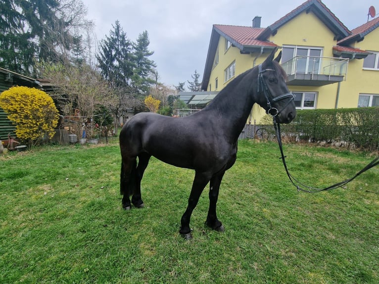 Frieserhästar Sto 4 år 162 cm Svart in Lorsch