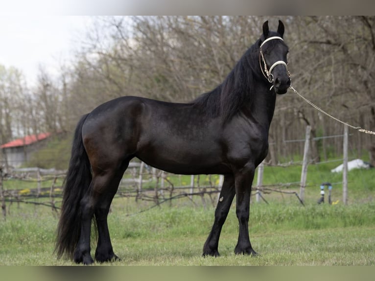 Frieserhästar Sto 4 år 168 cm Rökfärgad svart in Kecskemét