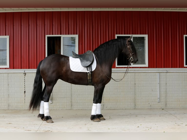 Frieserhästar Blandning Sto 5 år 157 cm Svart in Shipshewana