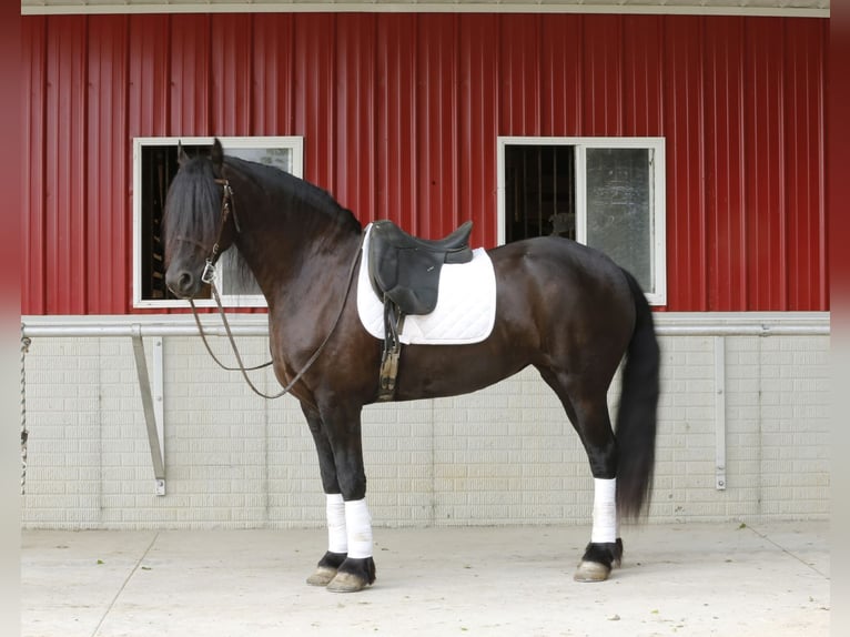 Frieserhästar Blandning Sto 5 år 157 cm Svart in Shipshewana