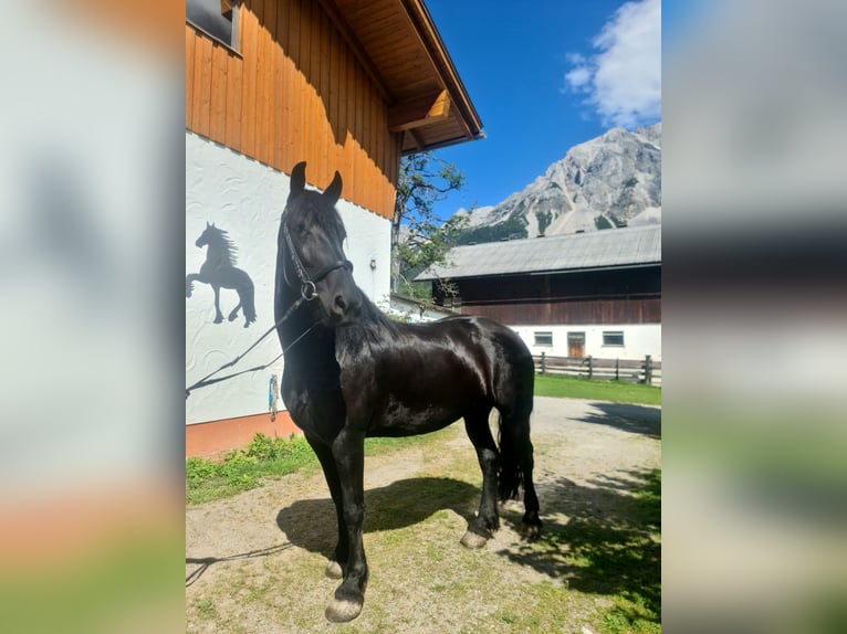 Frieserhästar Sto 5 år 163 cm Svart in Ramsau am Dachstein