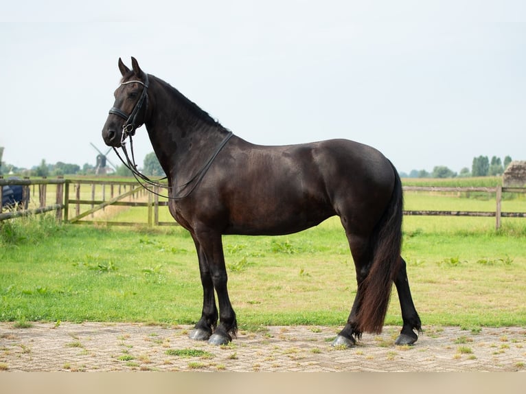 Frieserhästar Sto 6 år 169 cm Svart in Babyloniënbroek